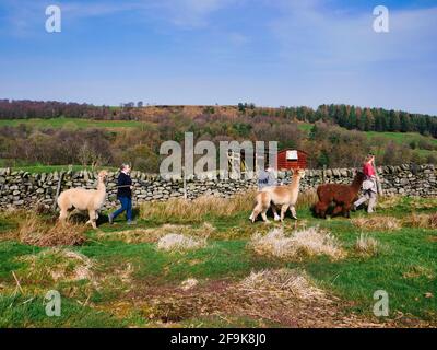 Alpaga trekking dans le parc national de Peak District, Harewood House Farm, Holymoorside près de Chatsworth House, Derbyshire, Royaume-Uni Banque D'Images