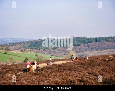 Alpaga trekking dans le parc national de Peak District, Harewood House Farm, Holymoorside près de Chatsworth House, Derbyshire, Royaume-Uni Banque D'Images