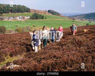 Alpaga trekking dans le parc national de Peak District, Harewood House Farm, Holymoorside près de Chatsworth House, Derbyshire, Royaume-Uni Banque D'Images