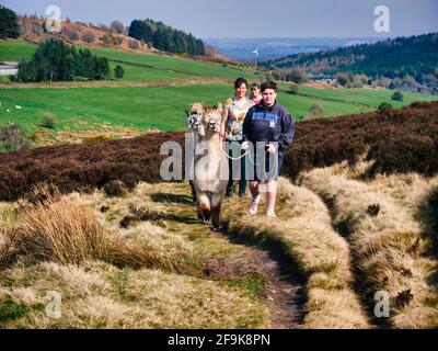Alpaga trekking dans le parc national de Peak District, Harewood House Farm, Holymoorside près de Chatsworth House, Derbyshire, Royaume-Uni Banque D'Images