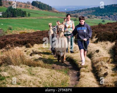 Alpaga trekking dans le parc national de Peak District, Harewood House Farm, Holymoorside près de Chatsworth House, Derbyshire, Royaume-Uni Banque D'Images