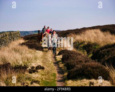 Alpaga trekking dans le parc national de Peak District, Harewood House Farm, Holymoorside près de Chatsworth House, Derbyshire, Royaume-Uni Banque D'Images