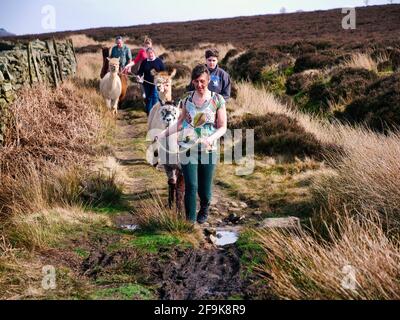 Alpaga trekking dans le parc national de Peak District, Harewood House Farm, Holymoorside près de Chatsworth House, Derbyshire, Royaume-Uni Banque D'Images