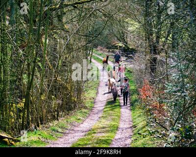 Alpaga trekking dans le parc national de Peak District, Harewood House Farm, Holymoorside près de Chatsworth House, Derbyshire, Royaume-Uni Banque D'Images