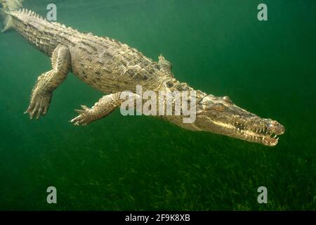Crocodile américain, Crocodylus acutus, au large de la côte sud de Cuba, Jardines de la Reina, Mer des Caraïbes. Banque D'Images
