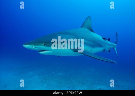 Requin soyeux, Carcharhinus falciformis, Jardines de la Reina, Cuba, Caraïbes Banque D'Images