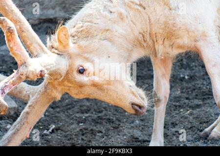 Gros plan sur les vieux cerfs blancs. Un cerf blanc avec des bois de laine a pris une position de combat. Cerf albino Banque D'Images