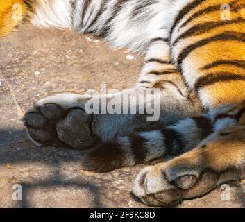 Pattes de tigre du Bengale en gros plan tout en se reposant par temps ensoleillé Banque D'Images