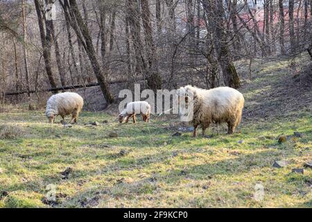 Vue complète du corps d'un trois moutons debout sur un champ d'herbe verte Banque D'Images