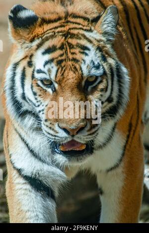 Tigre d'Amour en captivité - tigre de Sibérie - Panthera tigris tigris Philadelphia Zoo stimulation - espèces en voie de disparition - tigre manchurien / tigre de Corée Banque D'Images