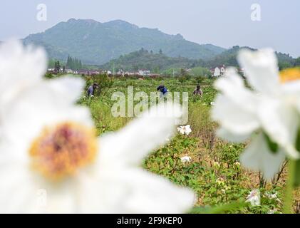 Tongling, province chinoise d'Anhui. 15 avril 2021. Les villageois travaillent sur le terrain à une base de plantation de pivoines dans le village de Jiulang, ville de Zhongming, ville de Tongling, province d'Anhui en Chine orientale, le 15 avril 2021. La pivoine d'arbre, un arbuste ligneux à feuilles caduques de longue durée originaire de Chine, a de nombreux potentiels économiques cachés sous son apparence magnifique. La plantation de pivoines d'arbres, qui a une histoire de plus de 1,600 ans à la montagne Fenghuang dans la ville de Tongling, dans la province d'Anhui en Chine orientale, est devenue un nouveau moteur pour le développement économique de cette ville. Credit: Han Xu/Xinhua/Alay Live News Banque D'Images