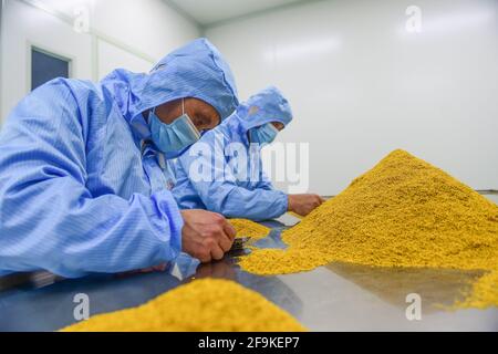 Tongling, province chinoise d'Anhui. 15 avril 2021. Les membres du personnel traitent les étamines de pivoines dans des produits de thé dans une entreprise de développement technologique de plantation de pivoines à Tongling City, dans la province d'Anhui, en Chine orientale, le 15 avril 2021. La pivoine d'arbre, un arbuste ligneux à feuilles caduques de longue durée originaire de Chine, a de nombreux potentiels économiques cachés sous son apparence magnifique. La plantation de pivoines d'arbres, qui a une histoire de plus de 1,600 ans à la montagne Fenghuang dans la ville de Tongling, dans la province d'Anhui en Chine orientale, est devenue un nouveau moteur pour le développement économique de cette ville. Credit: Du Yu/Xinhua/Alay Live News Banque D'Images