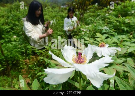 Tongling, province chinoise d'Anhui. 15 avril 2021. Les touristes peuvent admirer les fleurs de pivoine dans un jardin de pivoine, dans la région pittoresque de Fenghuangshan, à Tongling City, dans la province d'Anhui, en Chine orientale, le 15 avril 2021. La pivoine d'arbre, un arbuste ligneux à feuilles caduques de longue durée originaire de Chine, a de nombreux potentiels économiques cachés sous son apparence magnifique. La plantation de pivoines d'arbres, qui a une histoire de plus de 1,600 ans à la montagne Fenghuang dans la ville de Tongling, dans la province d'Anhui en Chine orientale, est devenue un nouveau moteur pour le développement économique de cette ville. Credit: Du Yu/Xinhua/Alay Live News Banque D'Images