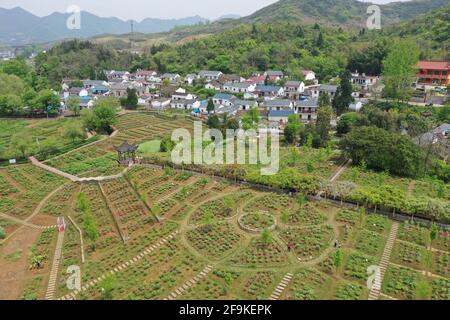 Tonalité. 15 avril 2021. La photo aérienne prise le 15 avril 2021 montre un jardin de pivoines dans la région pittoresque de Fenghuangshan, à Tongling City, dans la province d'Anhui en Chine orientale. La pivoine d'arbre, un arbuste ligneux à feuilles caduques de longue durée originaire de Chine, a de nombreux potentiels économiques cachés sous son apparence magnifique. La plantation de pivoines d'arbres, qui a une histoire de plus de 1,600 ans à la montagne Fenghuang dans la ville de Tongling, dans la province d'Anhui en Chine orientale, est devenue un nouveau moteur pour le développement économique de cette ville. Credit: Zhan Jun/Xinhua/Alay Live News Banque D'Images