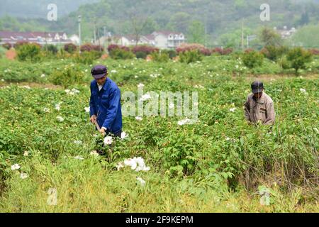 Tongling, province chinoise d'Anhui. 15 avril 2021. Les villageois travaillent sur le terrain à une base de plantation de pivoines dans le village de Jiulang, ville de Zhongming, ville de Tongling, province d'Anhui en Chine orientale, le 15 avril 2021. La pivoine d'arbre, un arbuste ligneux à feuilles caduques de longue durée originaire de Chine, a de nombreux potentiels économiques cachés sous son apparence magnifique. La plantation de pivoines d'arbres, qui a une histoire de plus de 1,600 ans à la montagne Fenghuang dans la ville de Tongling, dans la province d'Anhui en Chine orientale, est devenue un nouveau moteur pour le développement économique de cette ville. Credit: Du Yu/Xinhua/Alay Live News Banque D'Images