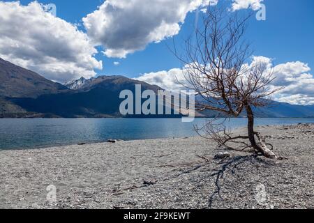 Arbre mort sur les rives du lac Wanaka à New Zélande Banque D'Images