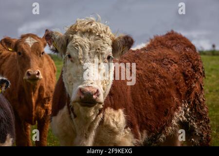 Troupeau de vaches et de veaux curieux Limousin, sur un ranch d'Irlande Banque D'Images