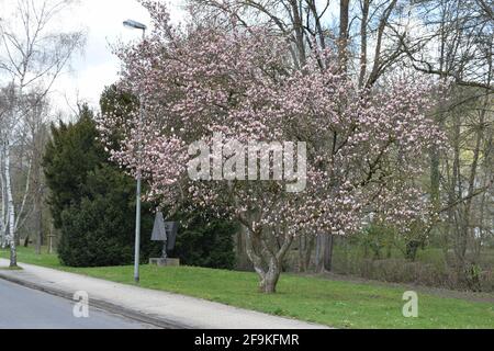 Magnolia arbre en fleurs Banque D'Images