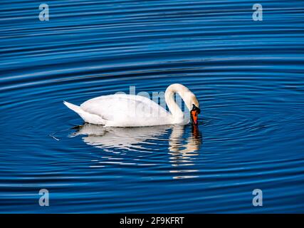 Un cygne muet mâle (Cygnus olor) nageant dans un réservoir au soleil créant des ondulations d'eau circulaires, Écosse, Royaume-Uni Banque D'Images