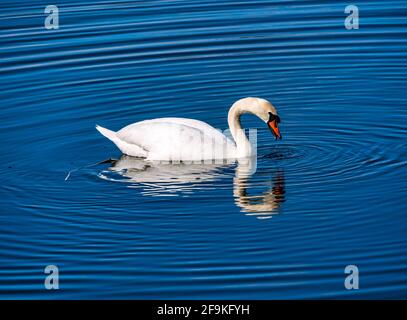 Un cygne muet mâle (Cygnus olor) nageant dans un réservoir au soleil créant des ondulations d'eau circulaires, Écosse, Royaume-Uni Banque D'Images