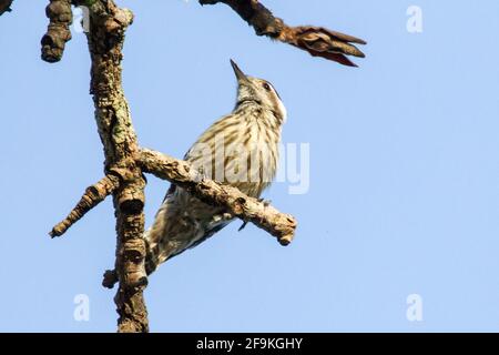 Pic pygmée à capuchon gris, Yungipicus canicapillus, adulte unique perché sur une branche d'arbre, Yok Dom, Vietnam Banque D'Images