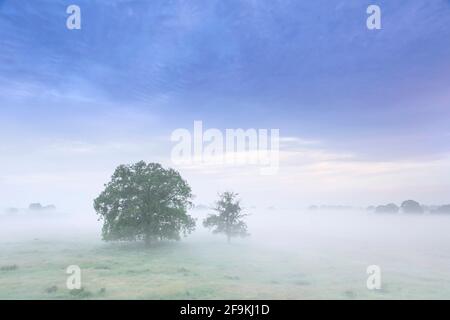 Arbres dans la brume à la Réserve de biosphère de l'UNESCO Paysage de l'Elbe / Biosphärenreservat Niedersächsische Elbtalaue au printemps, Basse-Saxe, Allemagne Banque D'Images