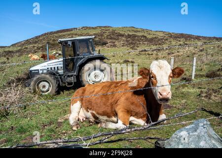 DONEGAL, IRLANDE - AVRIL 03 2021 : la vache brune se repose dans le champ derrière le barbelé en Irlande. Banque D'Images