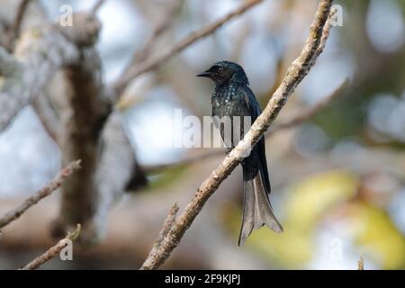 Drongo à cheveux, Dicrurus hottentotus, adulte unique perché sur une branche d'arbre, Cat Tien, Vietnam Banque D'Images