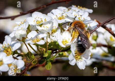 L'abeille minière à queue d'orange (Andrena haemorrhoa) se nourrissant du nectar sur un arbuste de jardin lors de la pollinisation en avril, Banque D'Images