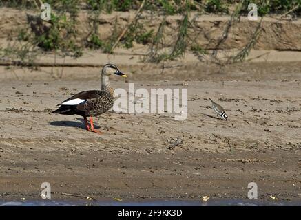 Canard indien à bec grêle (Anas poecilorhyncha hartingoni) et petit trèfle annelé (Charadrius dubius) canard adulte sur une île sablonneuse avec nourrissage du pluvier n Banque D'Images