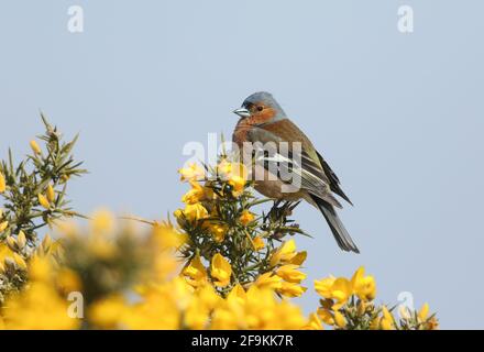 Un superbe chaffinch mâle, Fringilla coelebs, perché sur un buisson de Gorse en fleur au printemps. Banque D'Images