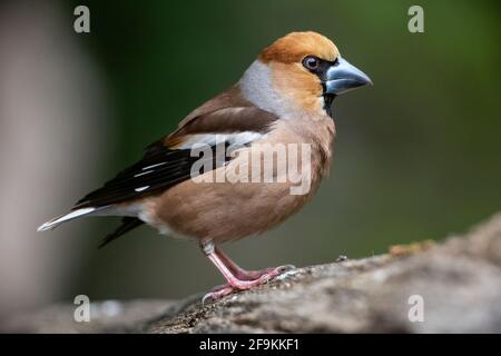 Hawfinch, Coccothrautes coccothrautes, homme adulte unique perché sur le sol, Hongrie Banque D'Images