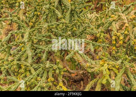 Plante de Cactus Cylindropuntia imbricata du désert du Mexique sans fleurs en automne. Planté dans le jardin botanique sur un sol pierreux Banque D'Images