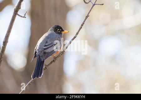 Le robin américain (Turdus migratorius) au printemps Banque D'Images
