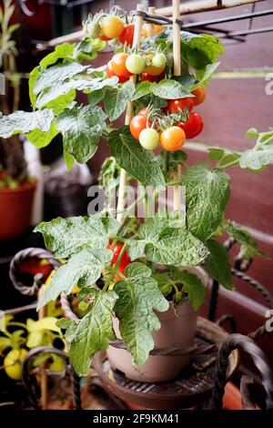 Horticulture et jardinage : plante en pot de tomates cerises pleine de fruits prêts à manger Banque D'Images