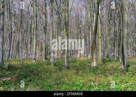 Forêt dense de hêtre au début du printemps. Banque D'Images