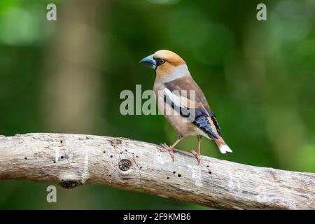 Hawfinch, Coccothrautes coccothrautes, mâle adulte unique perché sur une branche d'arbre, Hongrie Banque D'Images