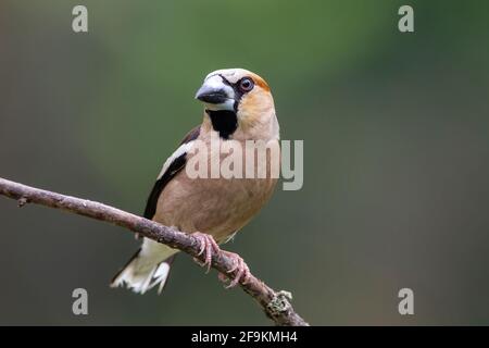 Hawfinch, Coccothrautes coccothrautes, mâle adulte unique perché sur une branche d'arbre, Hongrie Banque D'Images