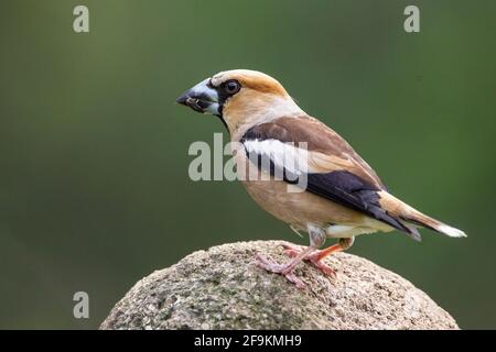 Hawfinch, Coccothrautes coccothrautes, homme adulte unique debout sur le rocher, Hongrie Banque D'Images