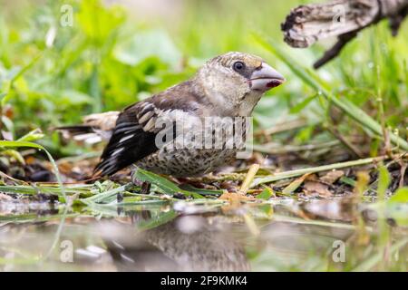 Hawfinch, Coccothrautes coccothrautes, baignade pour mineurs dans une piscine boisée, Bulgarie Banque D'Images