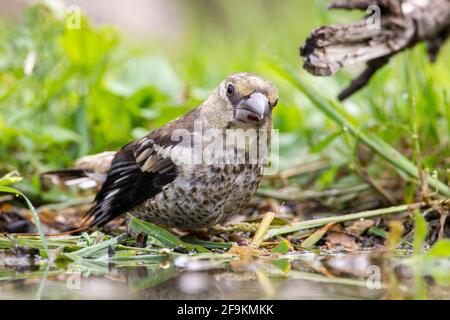 Hawfinch, Coccothrautes coccothrautes, baignade pour mineurs dans une piscine boisée, Bulgarie Banque D'Images