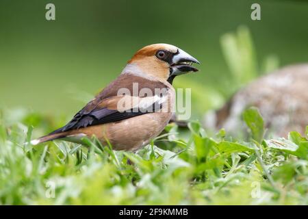 Hawfinch, Coccothrautes coccothrautes, homme adulte unique perché sur le sol, Hongrie Banque D'Images