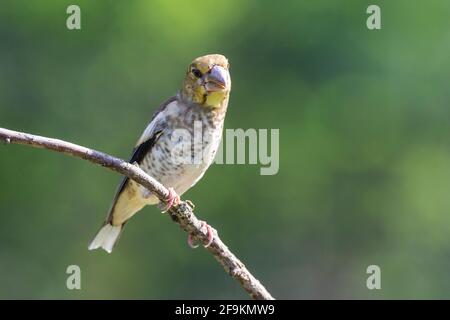 Hawfinch, Coccothrautes coccothrautes, juvénile unique perché sur une branche d'arbre, Hongrie Banque D'Images