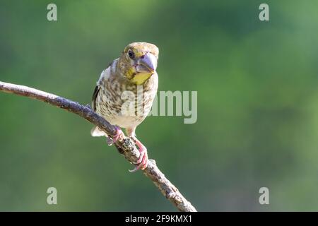 Hawfinch, Coccothrautes coccothrautes, juvénile unique perché sur une branche d'arbre, Hongrie Banque D'Images
