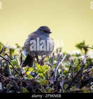 Faune britannique: Dunnock, Prunella modularis, affichage dans hedgerow - bourre ses plumes entre les ailes flicking Banque D'Images