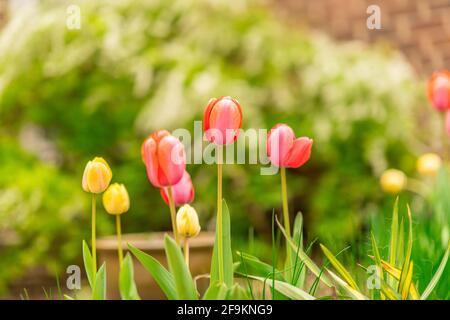 Un jardin aux tulipes vertes et roses et au feuillage vert. Banque D'Images