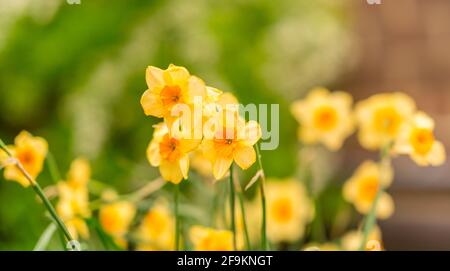 Image de jonquilles jaunes avec un arrière-plan de couleur verte. Banque D'Images