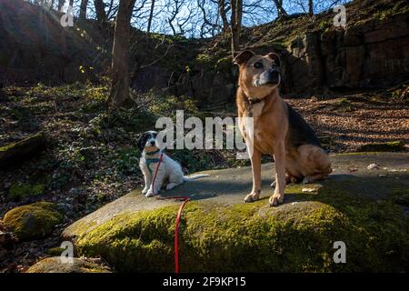 Apprentissage du chiot rester assis commande avec un chien plus âgé comme modèle de formation. Le chiot copie le chien adulte. Yorkshire, Royaume-Uni Banque D'Images