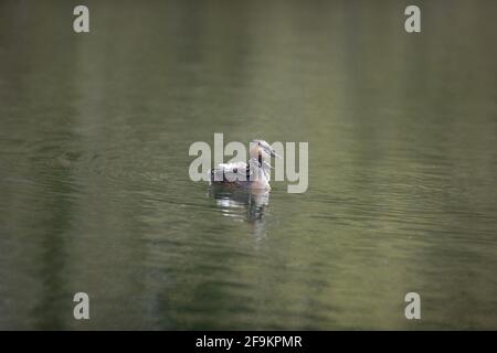 Super Crested Grebe sur l'alimentation en eau jeune Banque D'Images