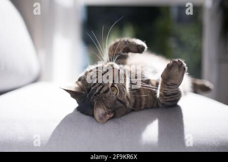 tabby domestique shorthair chat se détendre sur le canapé gris regardant vers le haut Banque D'Images